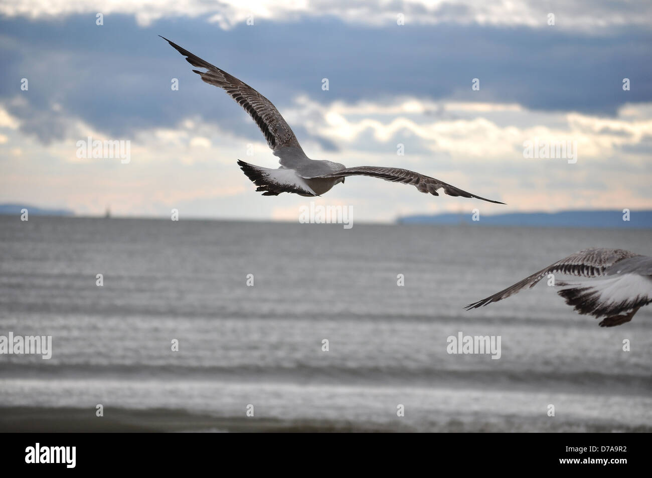 Mouette voler au-dessus de la plage Banque D'Images