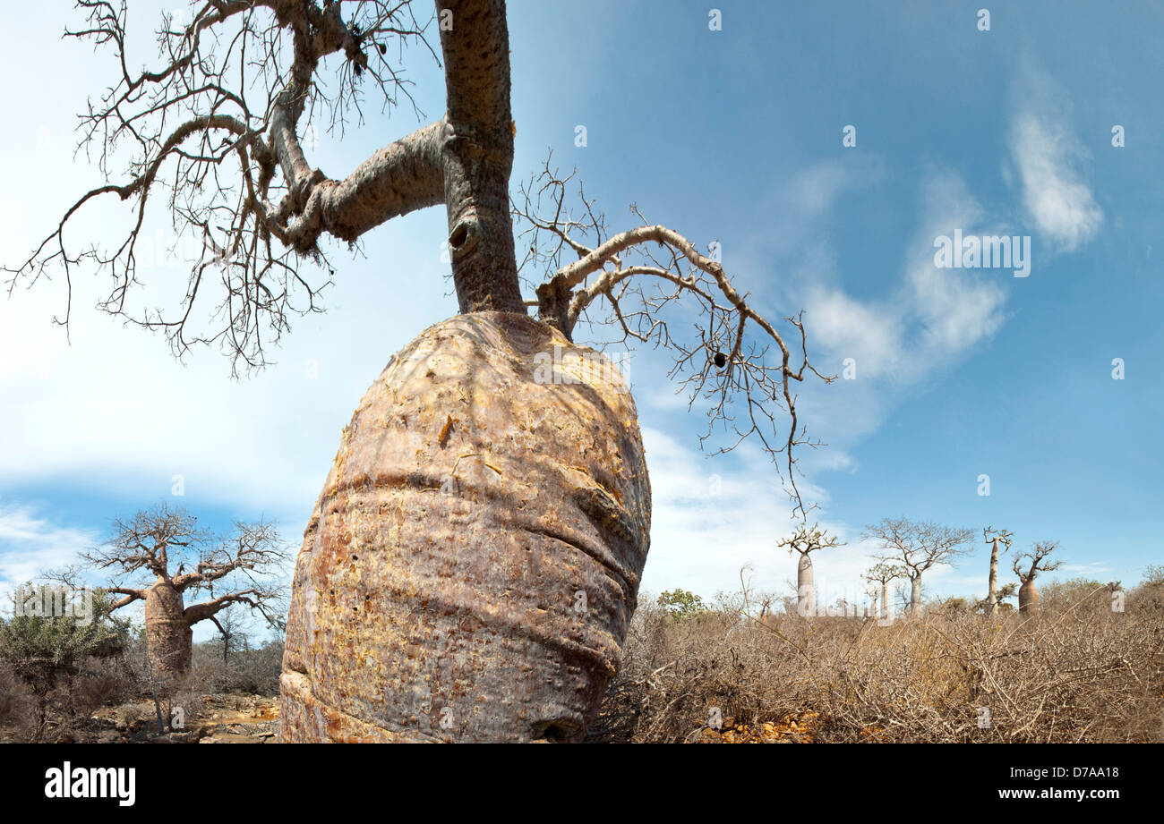 L'Adansonia rubrostipa baobab bouteille dans la Forêt épineuse Lac Tsimanampetsotsa Parc national de Madagascar Banque D'Images