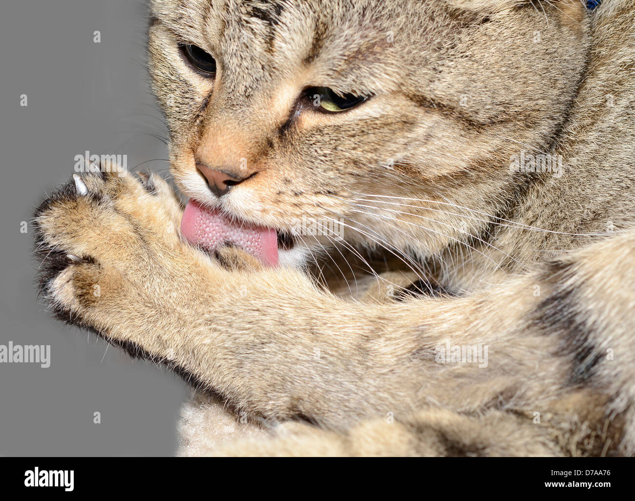 Close Up Of A Beautiful Highland Lynx Chat Echelle Sa Patte Arriere Photo Stock Alamy