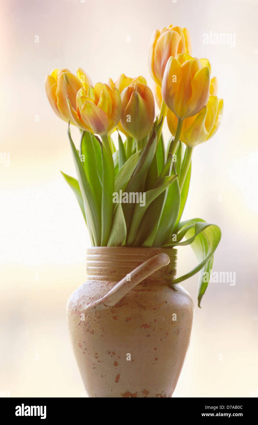 Tulipes jaunes dans un pot Banque D'Images