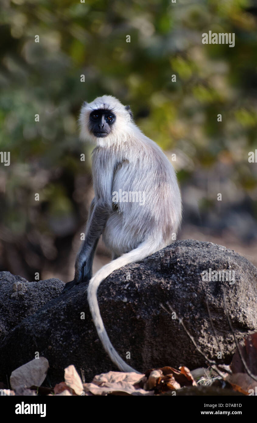 Portrait d'un singe langur hanuman allumé bien assis sur de vieux arbre tombé Banque D'Images