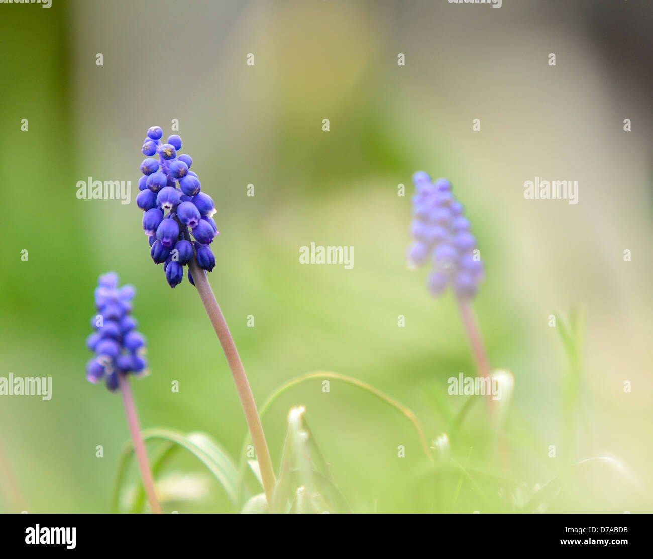 Plan Macro sur le ressort (muscari bleu Hyacinth). Banque D'Images
