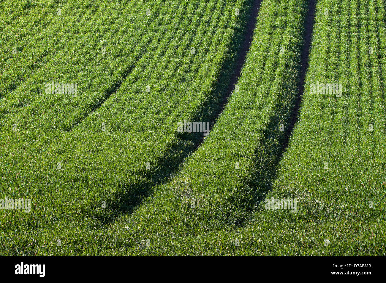 Un champ de blé de printemps montrant les traces laissées par les machines agricoles Banque D'Images