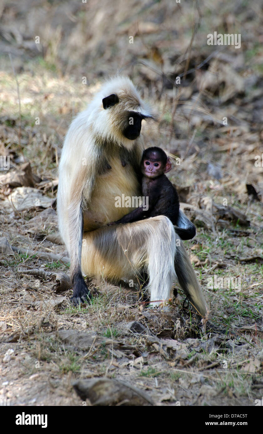 Hanuman langur monkey sitting femelle bébé câlins Banque D'Images