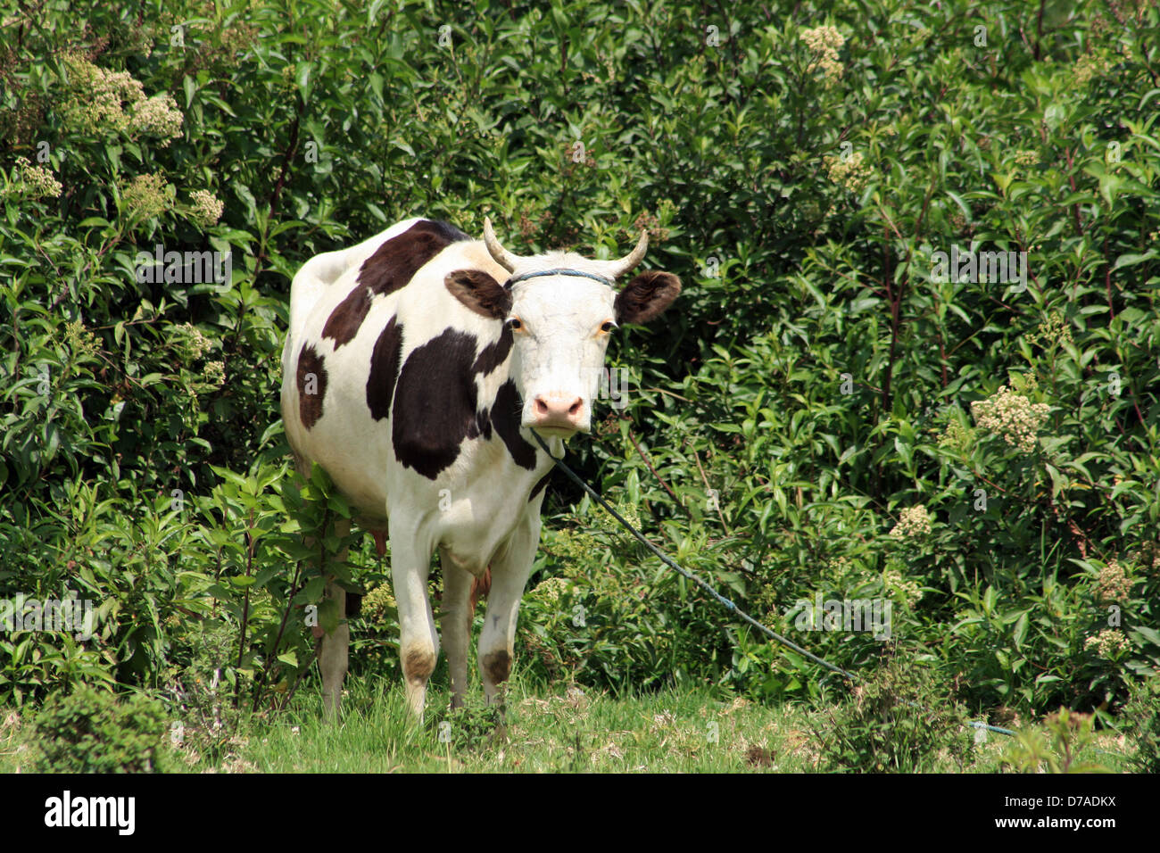 Une vache Holstein agriculteurs dans un pâturage à Cotacachi (Équateur) Banque D'Images