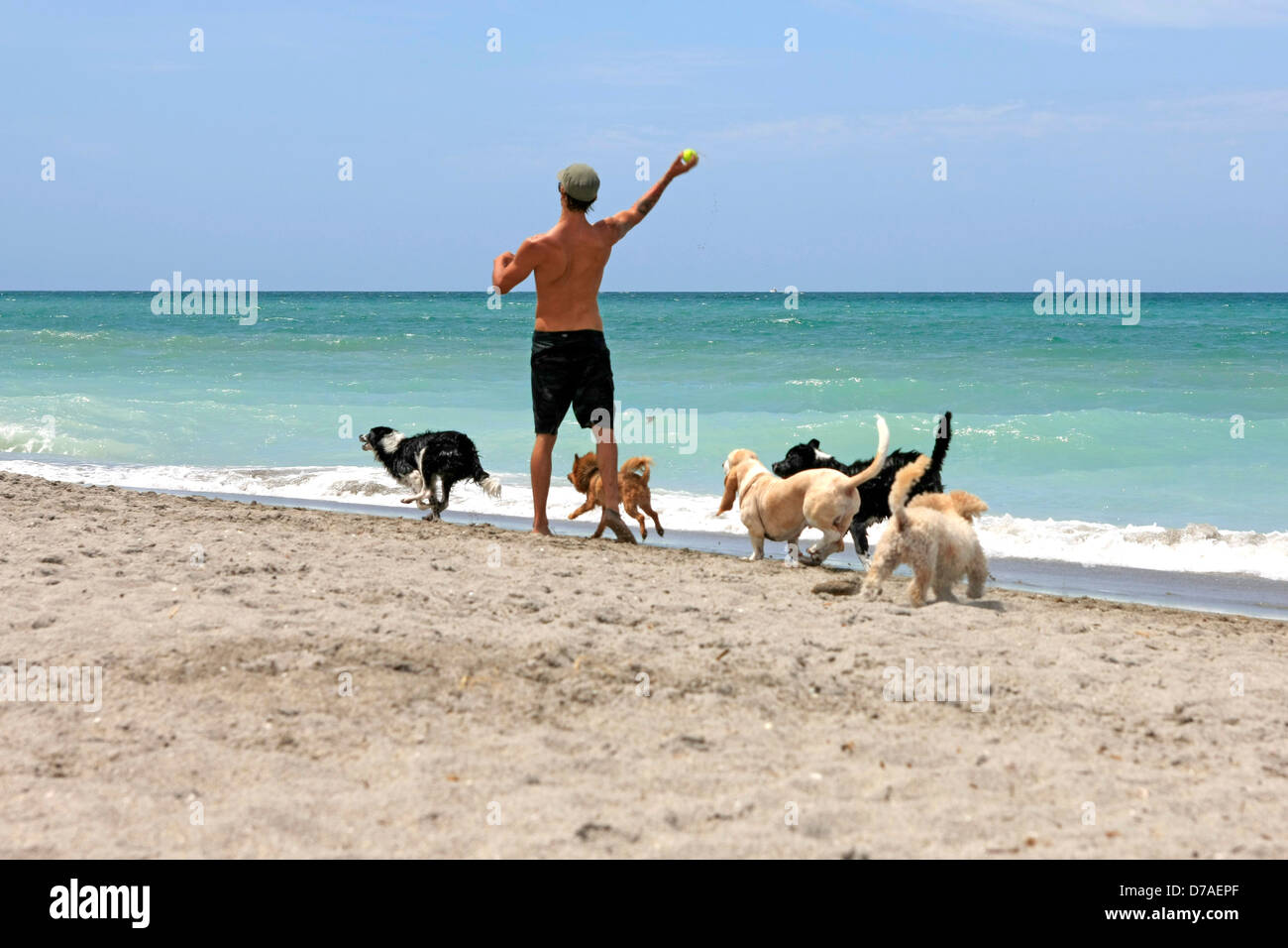 L'homme avec ses chiens jouant fetch au chien Venise friendly Beach en Floride Banque D'Images