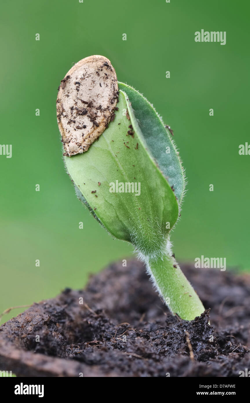 Gros plan sur la germination d'une graine sur fond vert Banque D'Images