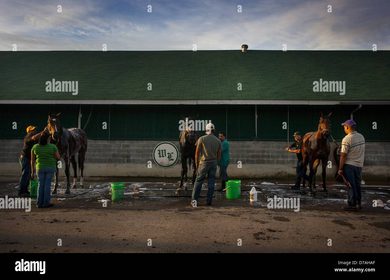 2 mai 2013 - Louisville, Kentucky, États-Unis - chevaux obtenir baigné à D Wayne Lukas' barn à Churchill Downs à Louisville, KY sur Mai 02, 2013. (Crédit Image : © Alex Evers/Eclipse/ZUMAPRESS.com) Banque D'Images