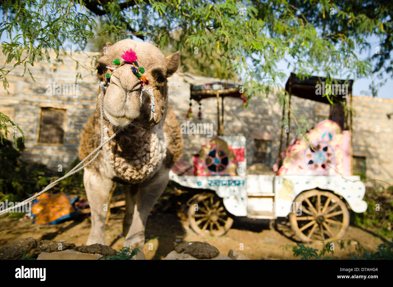 Panier de chameau, Jaisalmer, Rajasthan, Inde. Banque D'Images