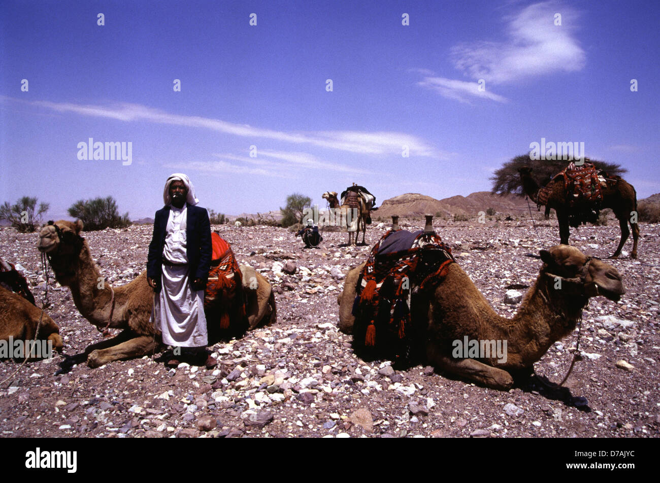 Nomades bédouins membre de la tribu Zawaideh, originaire de les déserts du sud de la Jordanie et de l'ouest de l'Arabie saoudite avec ses chameaux dans le désert de Wadi Rum connu aussi sous le nom de la vallée de la lune, dans le sud de la Jordanie Banque D'Images