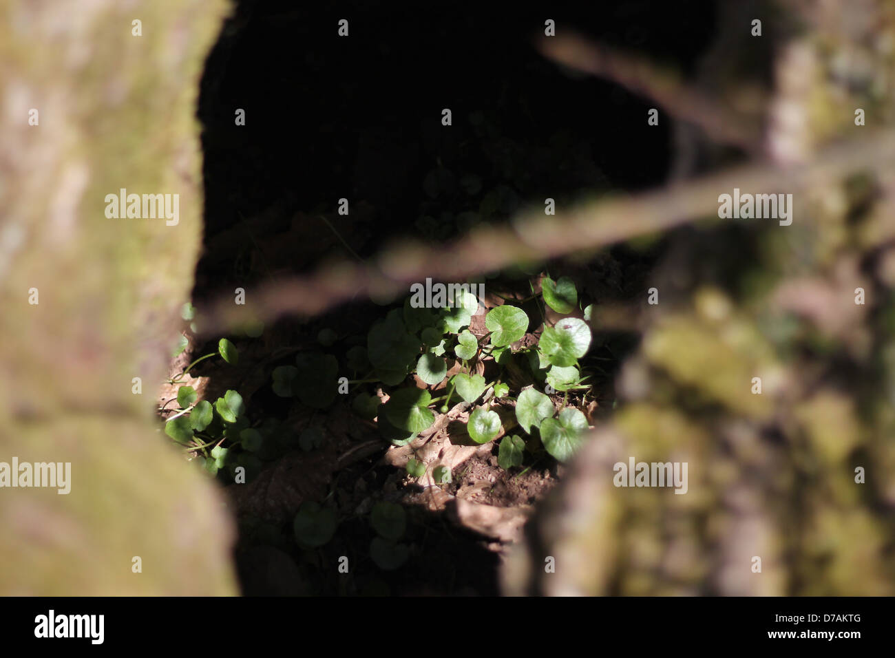 Un coup d'œil à l'intérieur un arbre Banque D'Images
