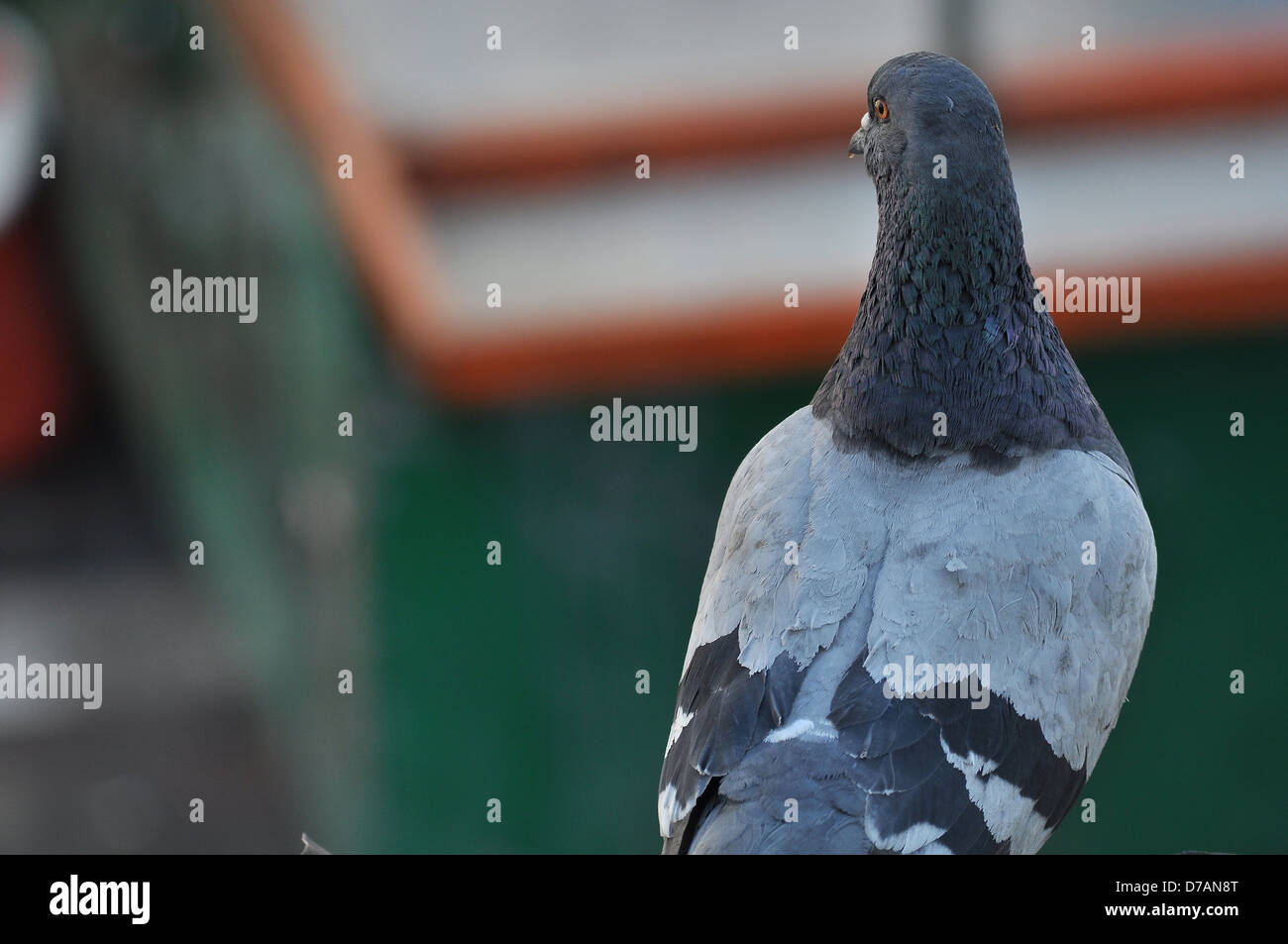 Pigeon sur un toit dans les rues d'Athènes Banque D'Images