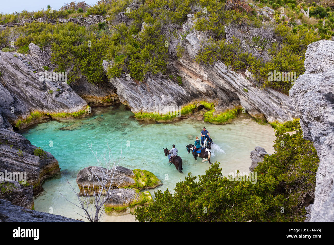 Chevaux et cavaliers dans Jobson Cove, sur la rive-sud des Bermudes. Banque D'Images