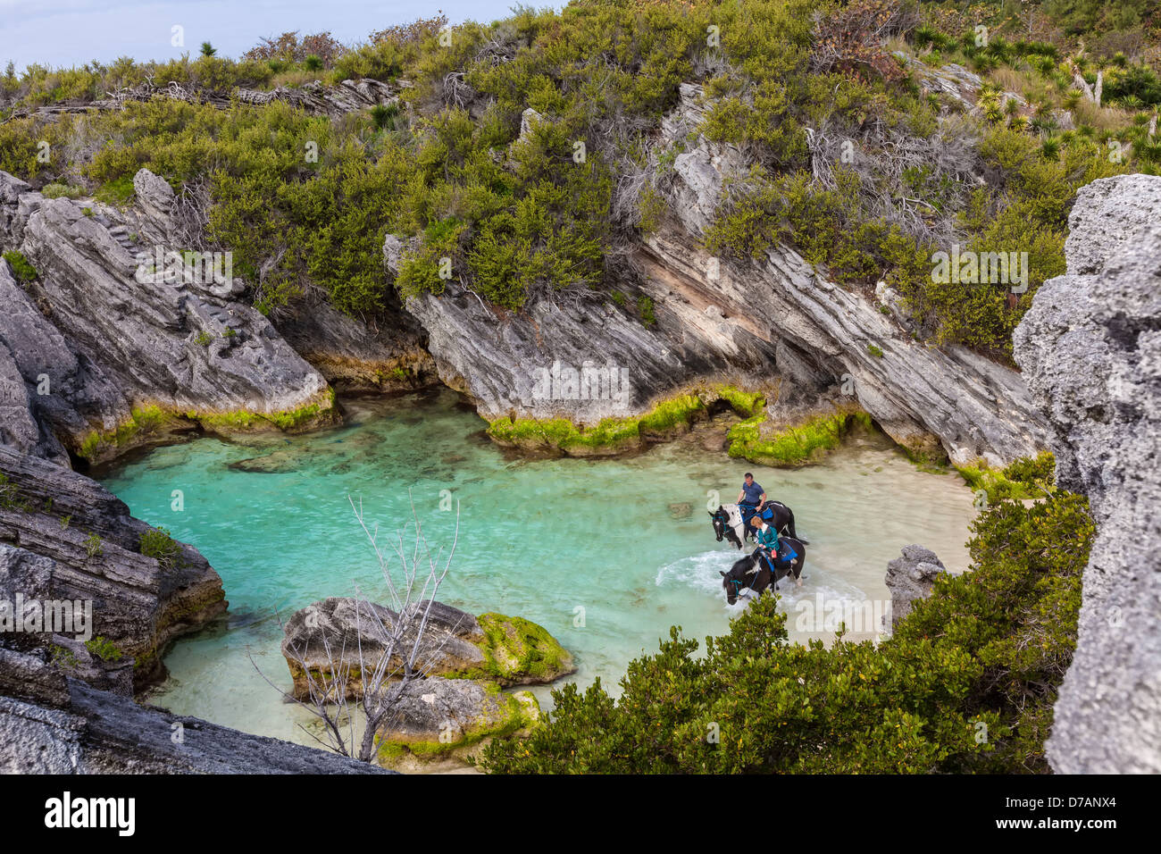 Chevaux et cavaliers dans Jobson Cove, sur la rive-sud des Bermudes. Banque D'Images