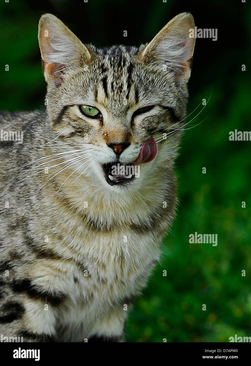 Un Chat Errant Leche C Est Moustaches Apres Avoir Manger Un Morceau Photo Stock Alamy