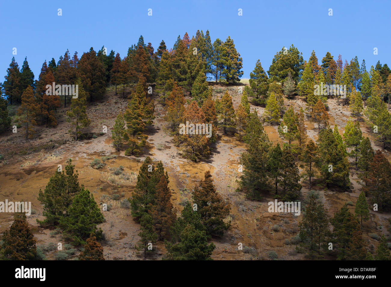 Les arbres de Grande Canarie Banque D'Images