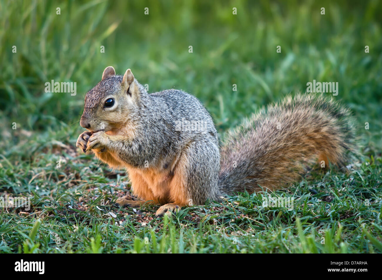 Manger les graines d'oiseaux écureuil dans le jardin Banque D'Images