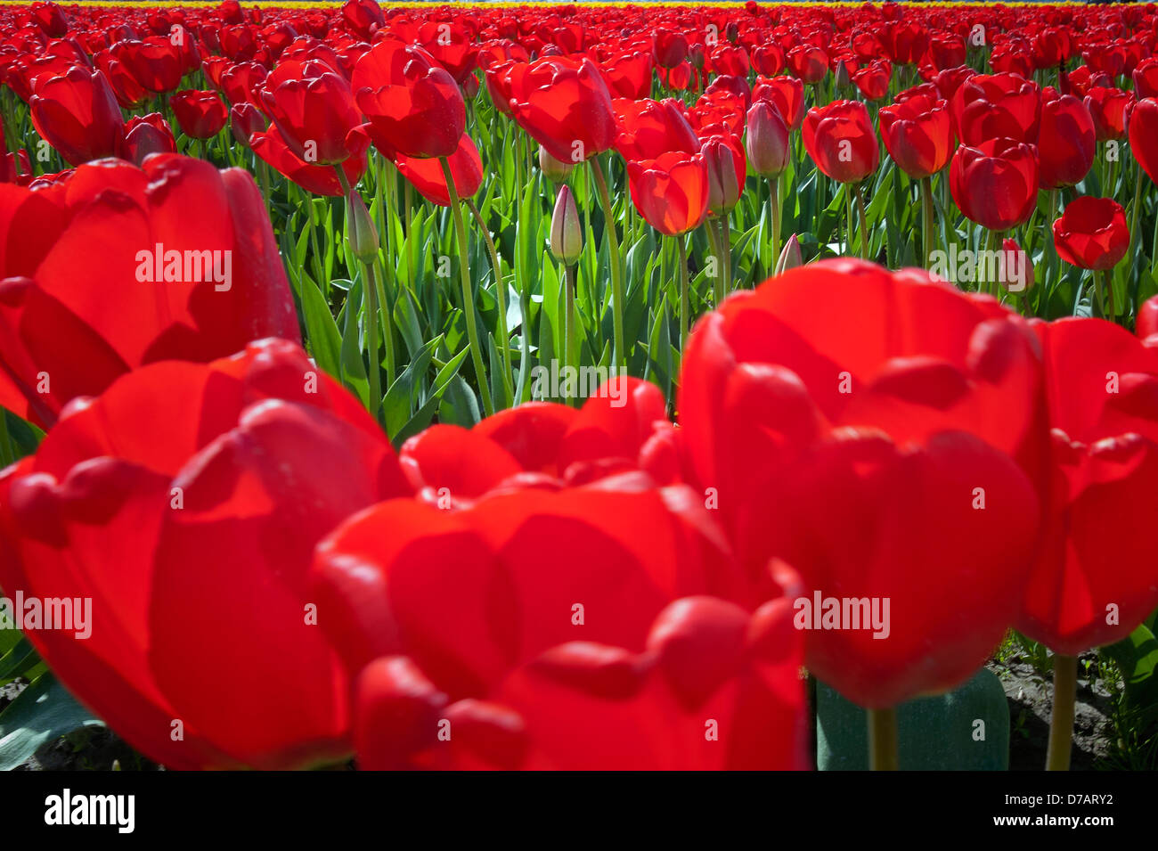 Au milieu de la fleur de tulipe fermée fleuri entièrement tulipes rouges. Banque D'Images