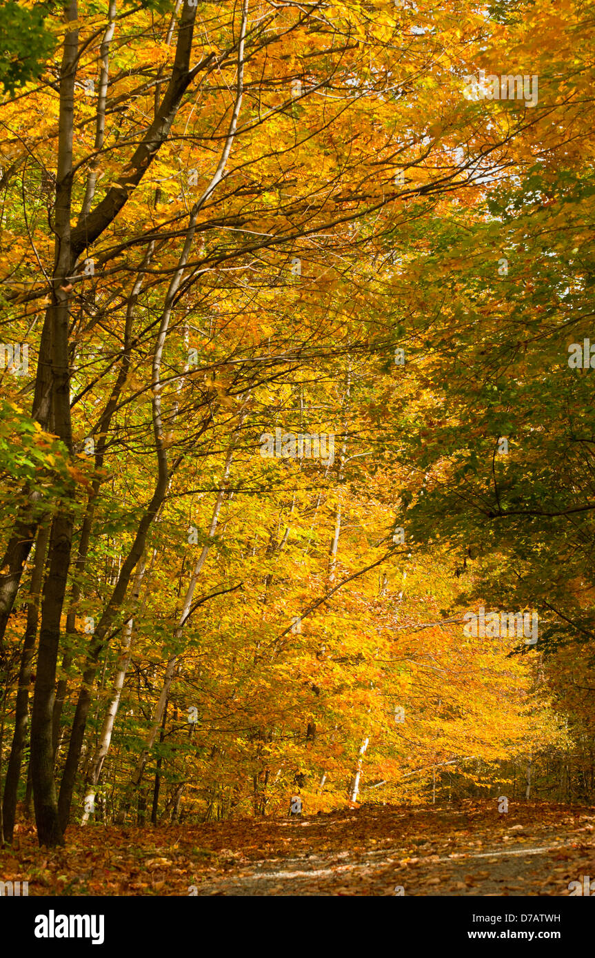 Avenue de feuillage d'Automne dans le Vermont, USA Banque D'Images