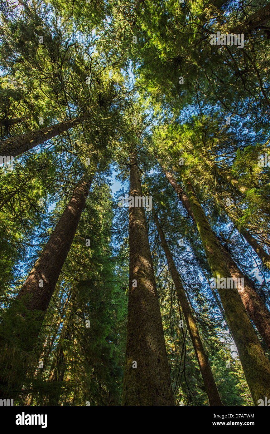 Sapins de Douglas dans le parc provincial de la Carmanah Walbran;British Columbia Canada Banque D'Images