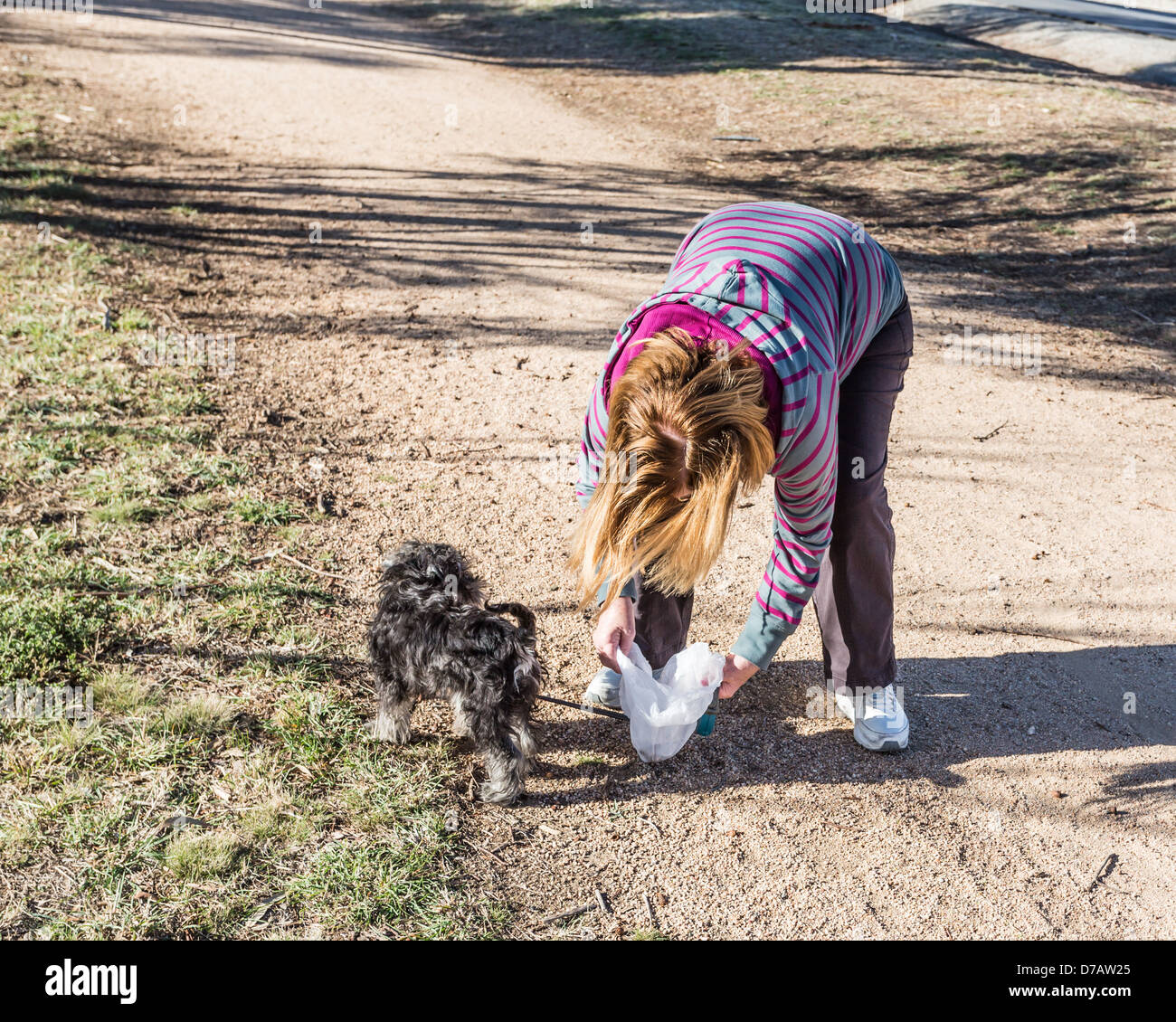 Propriétaire de chien responsable de nettoyer les excréments de chien Banque D'Images