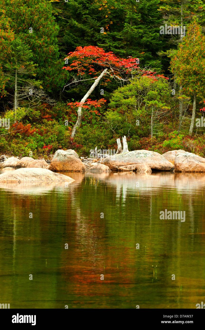 Feuillage d'automne à l'étang de la Jordanie, l'Acadia National Park, Maine, USA Banque D'Images