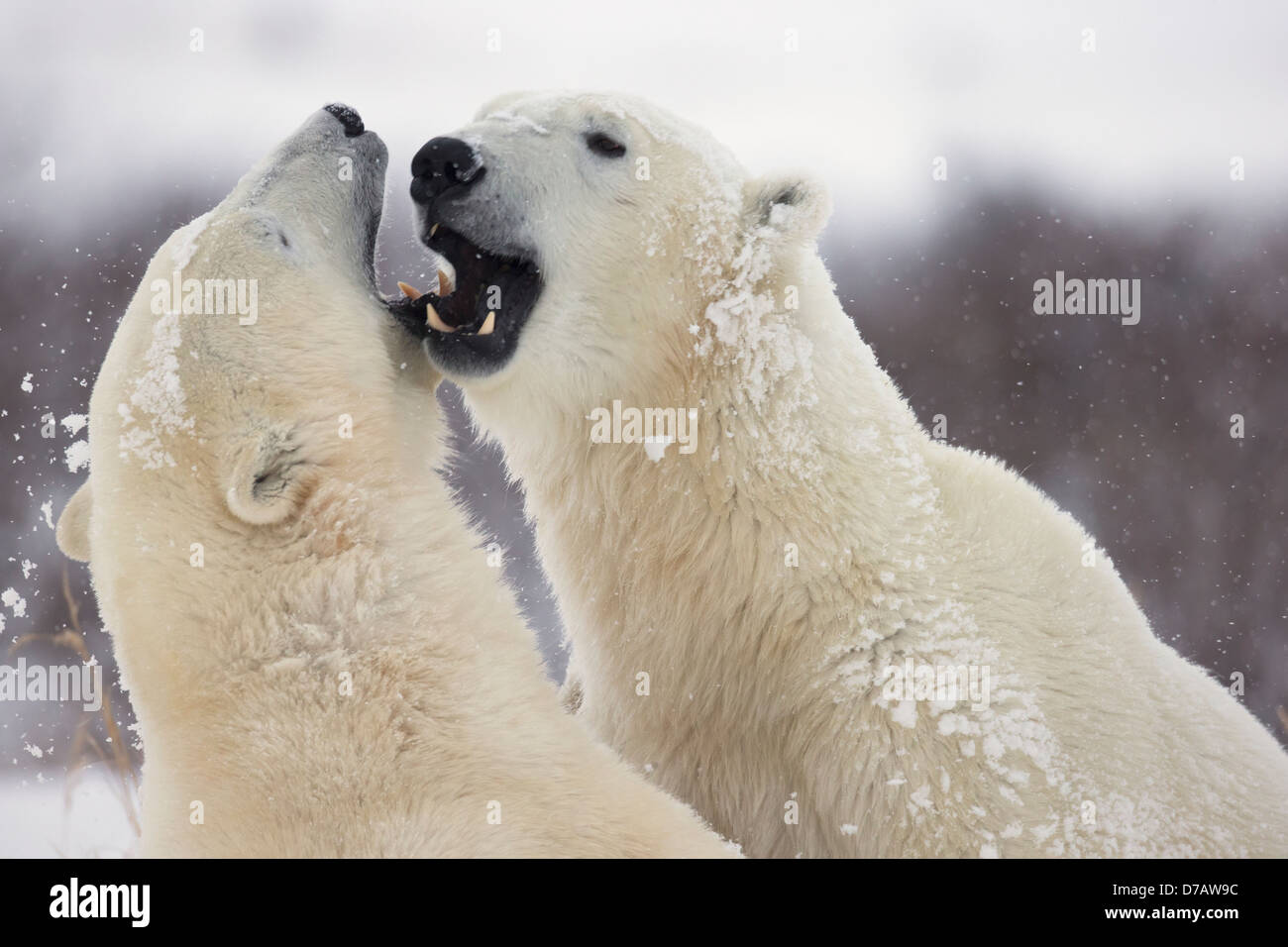 L'ours polaire (Ursus maritimus) jouer sur les rives de la Baie d'Hudson;Churchill Manitoba Canada Banque D'Images