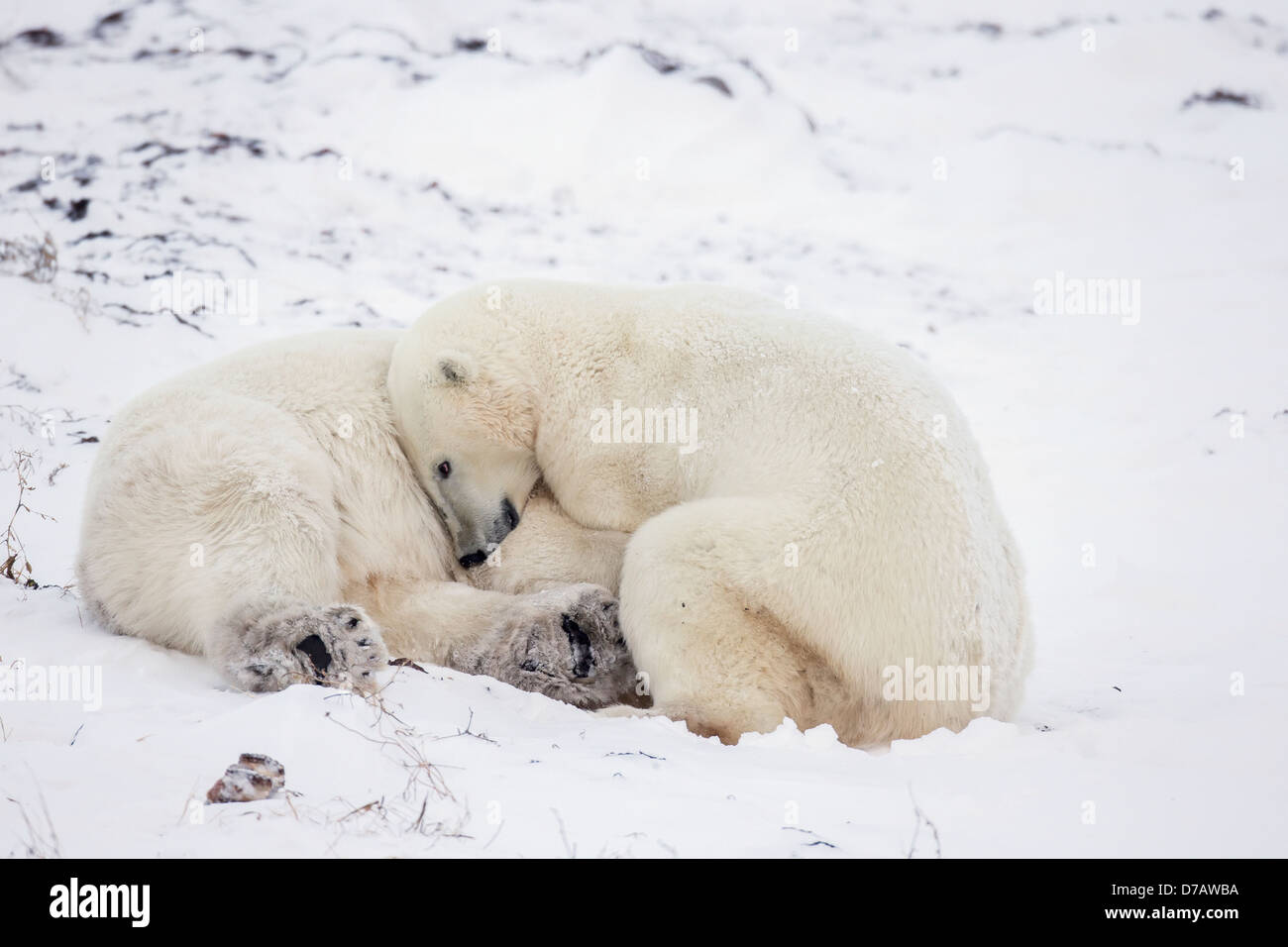 L'ours polaire (Ursus maritimus) jouer sur les rives de la Baie d'Hudson;Churchill Manitoba Canada Banque D'Images