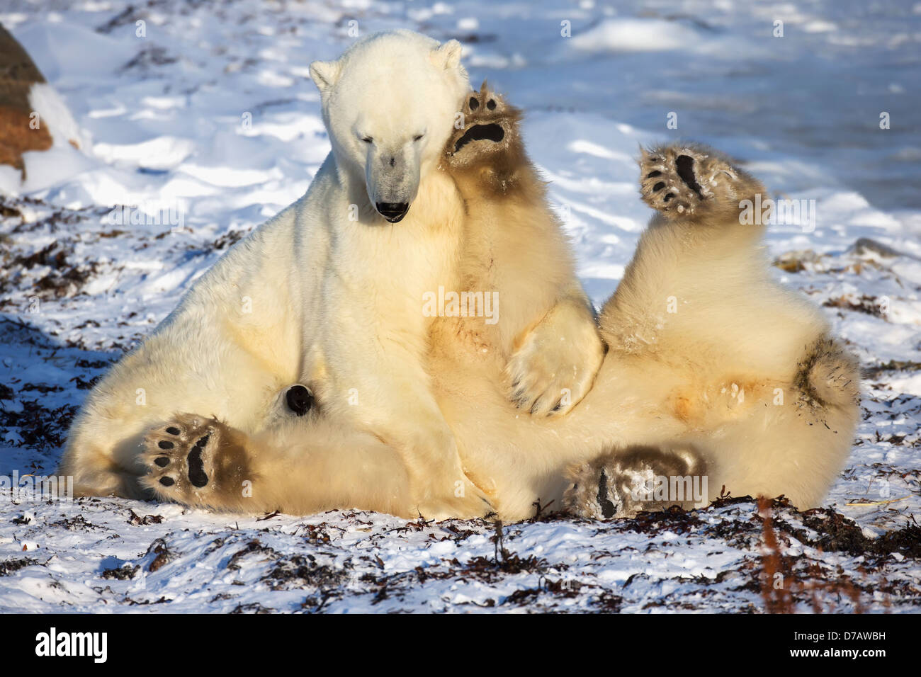L'ours polaire (Ursus maritimus) jouer sur les rives de la Baie d'Hudson;Churchill Manitoba Canada Banque D'Images
