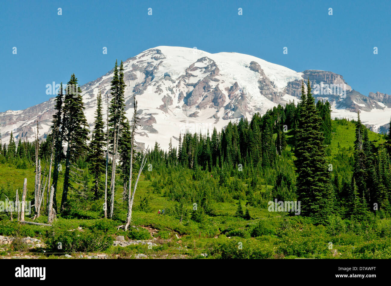 Mt Rainier du Paradis, Mt Rainier NP, Washington, USA Banque D'Images