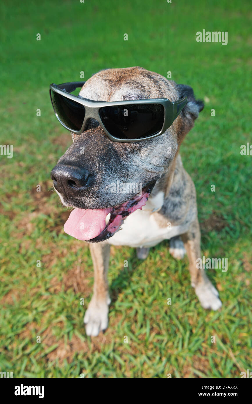 Un chien portant des lunettes de soleil;malaga andalousie espagne Banque D'Images