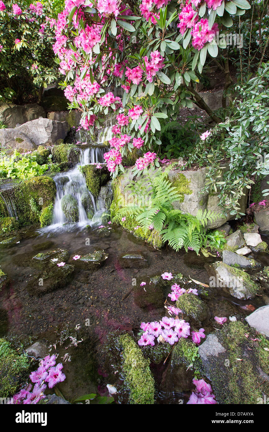 Rhododendron fleurs roses fleurs Plus de Cascade à Crystal Springs jardin au printemps Banque D'Images