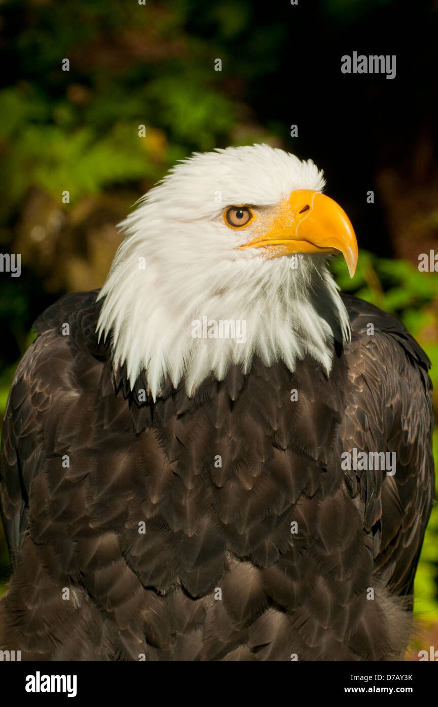 Pygargue à tête blanche au centre de rapaces de Sitka, Sitka, Alaska, USA Banque D'Images