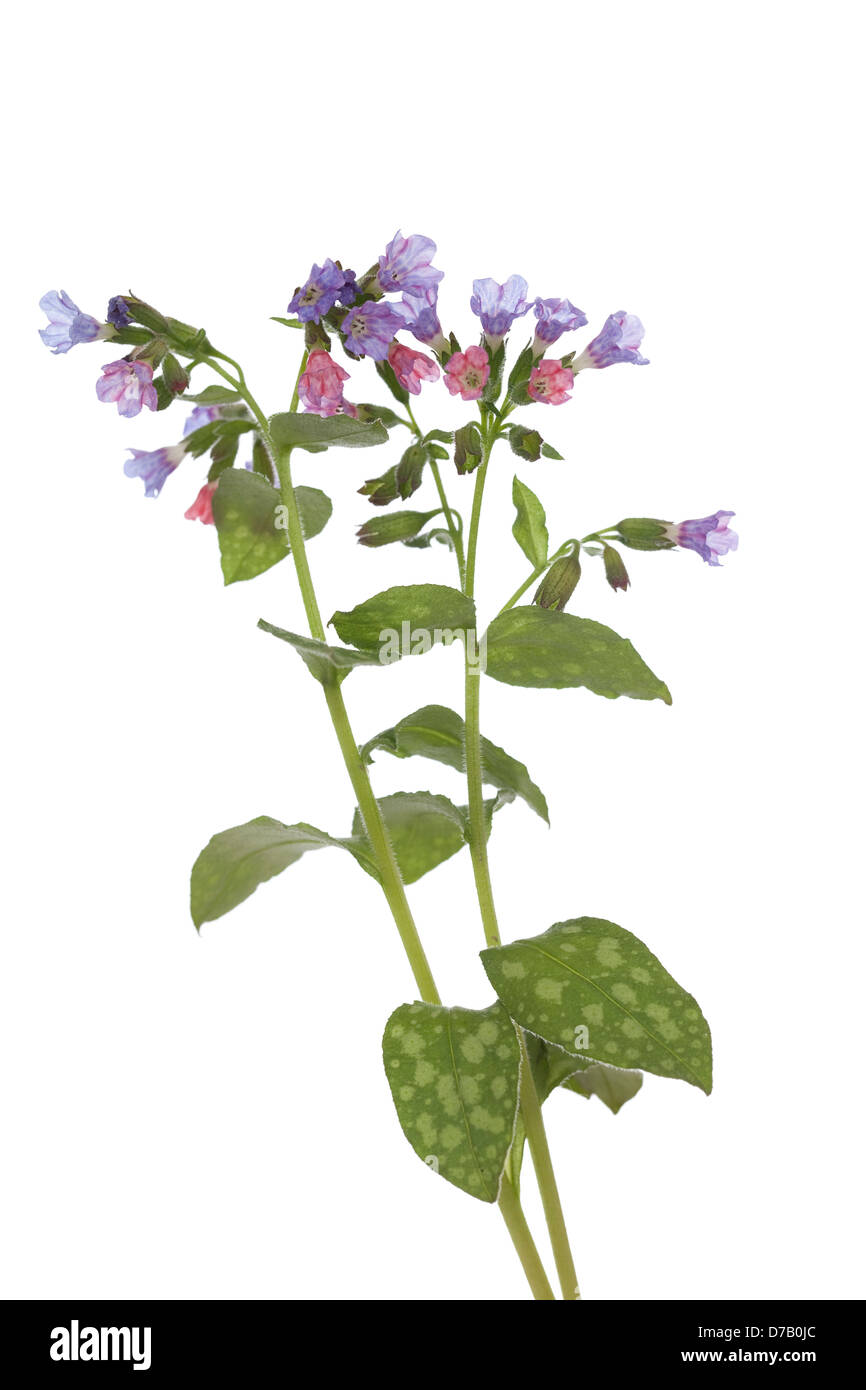 Petite fleur pulmonaire (Pulmonaria officinalis) sur fond blanc Banque D'Images