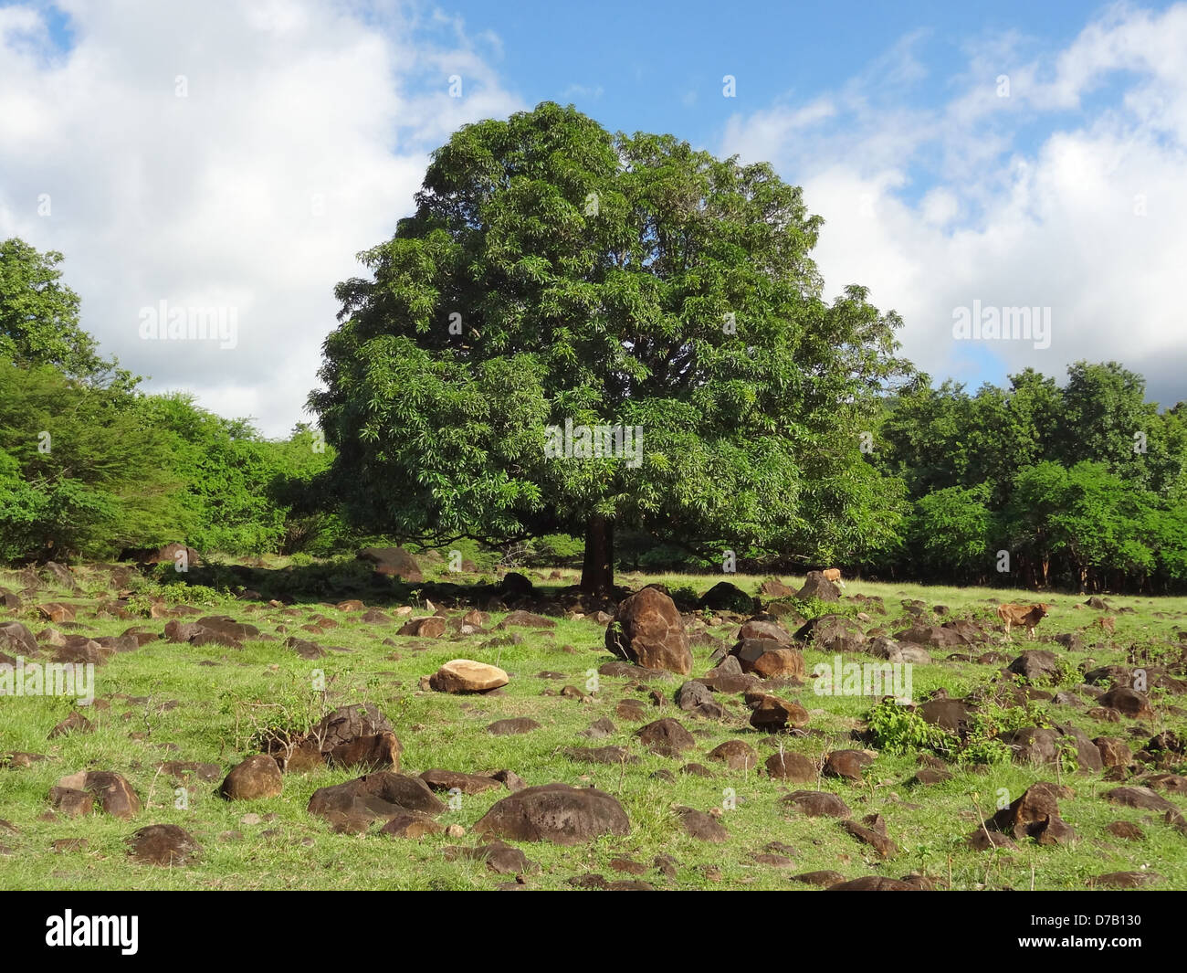 Un paysage idyllique avec des arbres et beaucoup de cailloux brun foncé sur la Guadeloupe, une île des Petites Antilles Banque D'Images