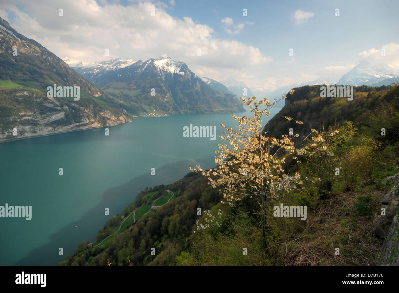 Blossom arbre en face du lac de Lucerne, dans les Alpes Suisses Banque D'Images