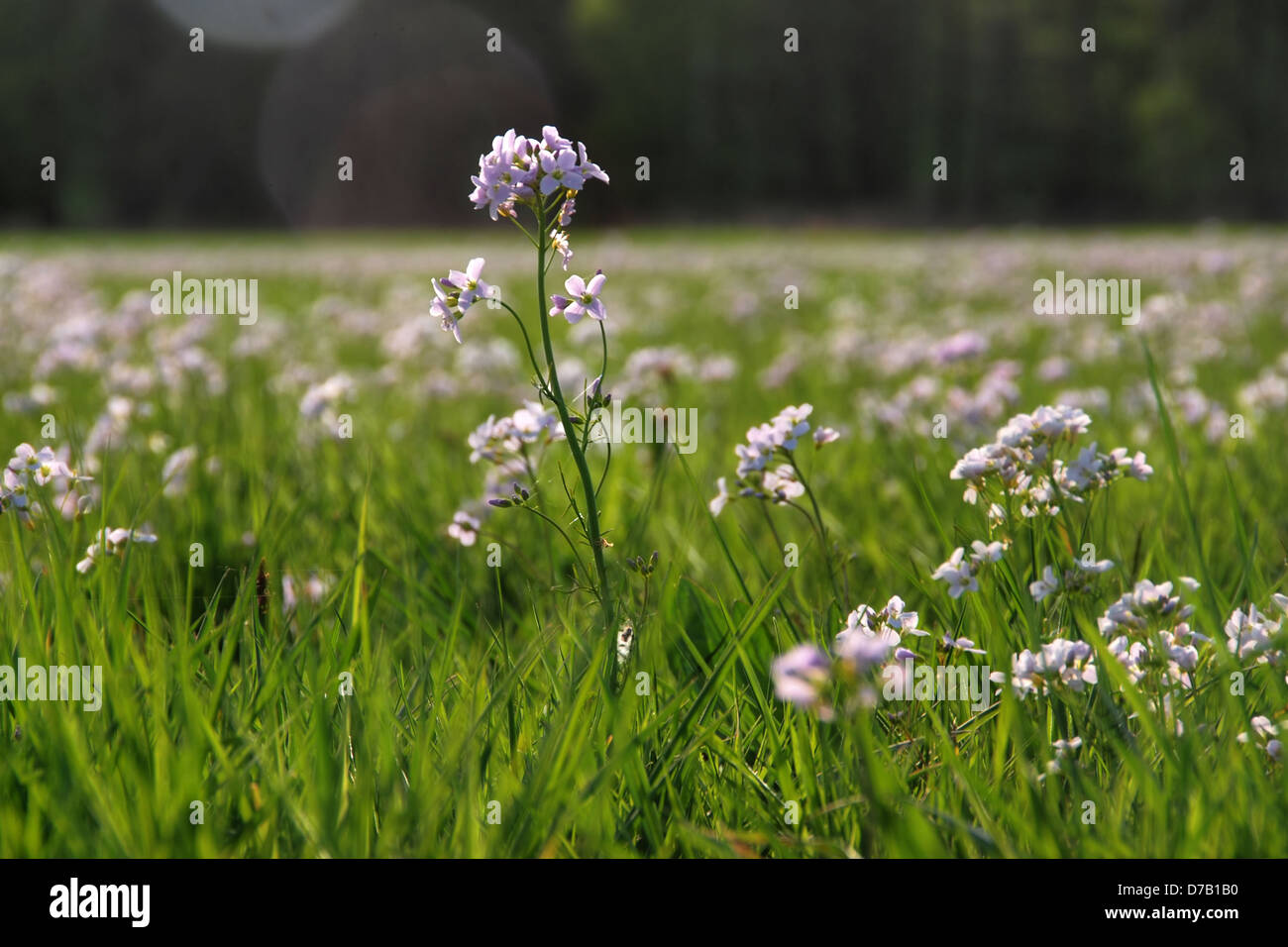 Fleur sauvage poussant dans un champ au printemps Banque D'Images