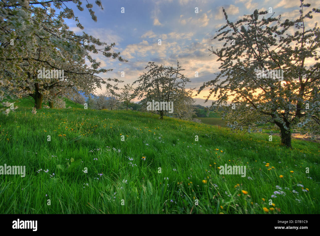 Verger d'arbres fleuris au printemps, en Suisse Banque D'Images