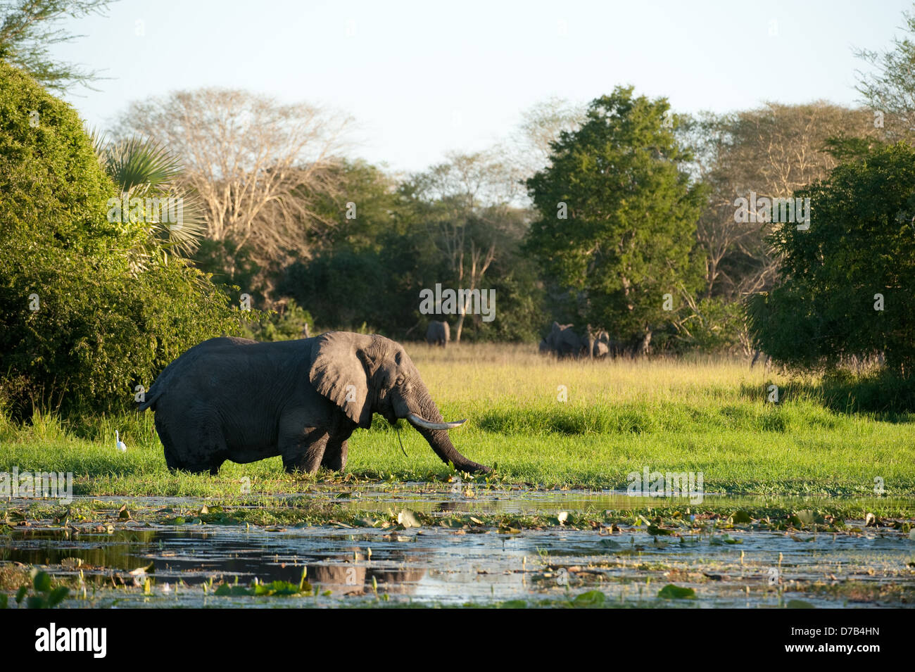 L'éléphant africain (Loxodonta africana africana), le Parc National de Gorongosa, au Mozambique Banque D'Images