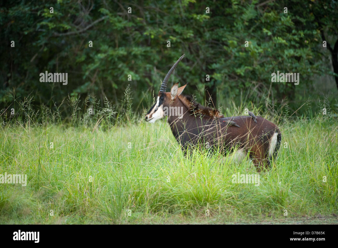 Hippotrague ( Hippotragus niger), Parc National de Gorongosa, au Mozambique Banque D'Images