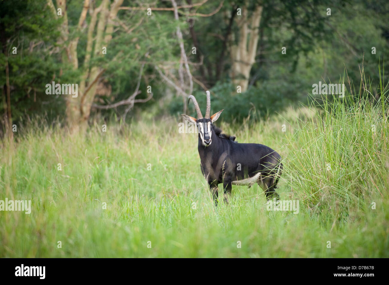 Hippotrague ( Hippotragus niger), Parc National de Gorongosa, au Mozambique Banque D'Images