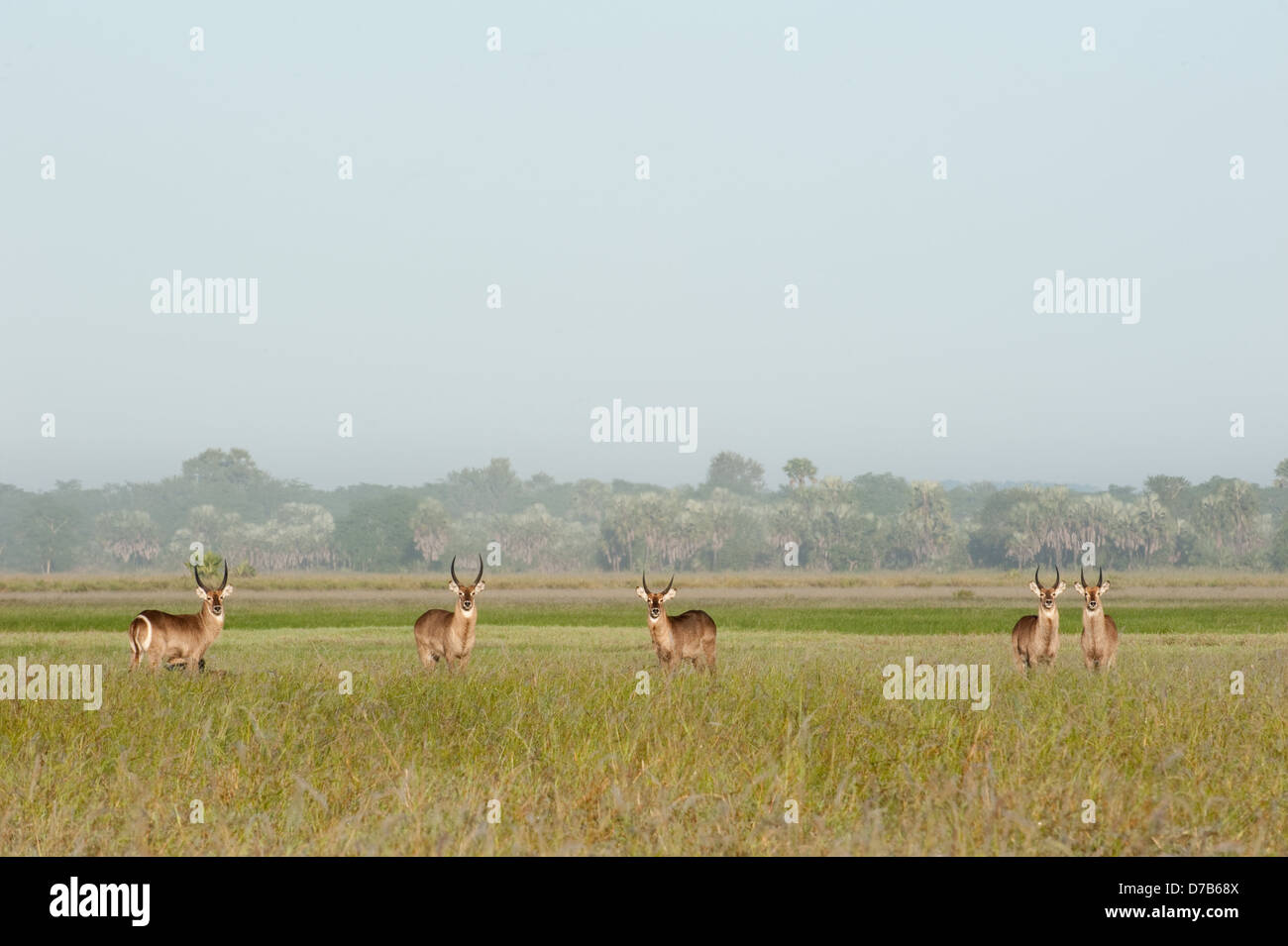 (Kobus ellipsiprymnus Common waterbuck ellipsiprymnus), Parc National de Gorongosa, au Mozambique Banque D'Images