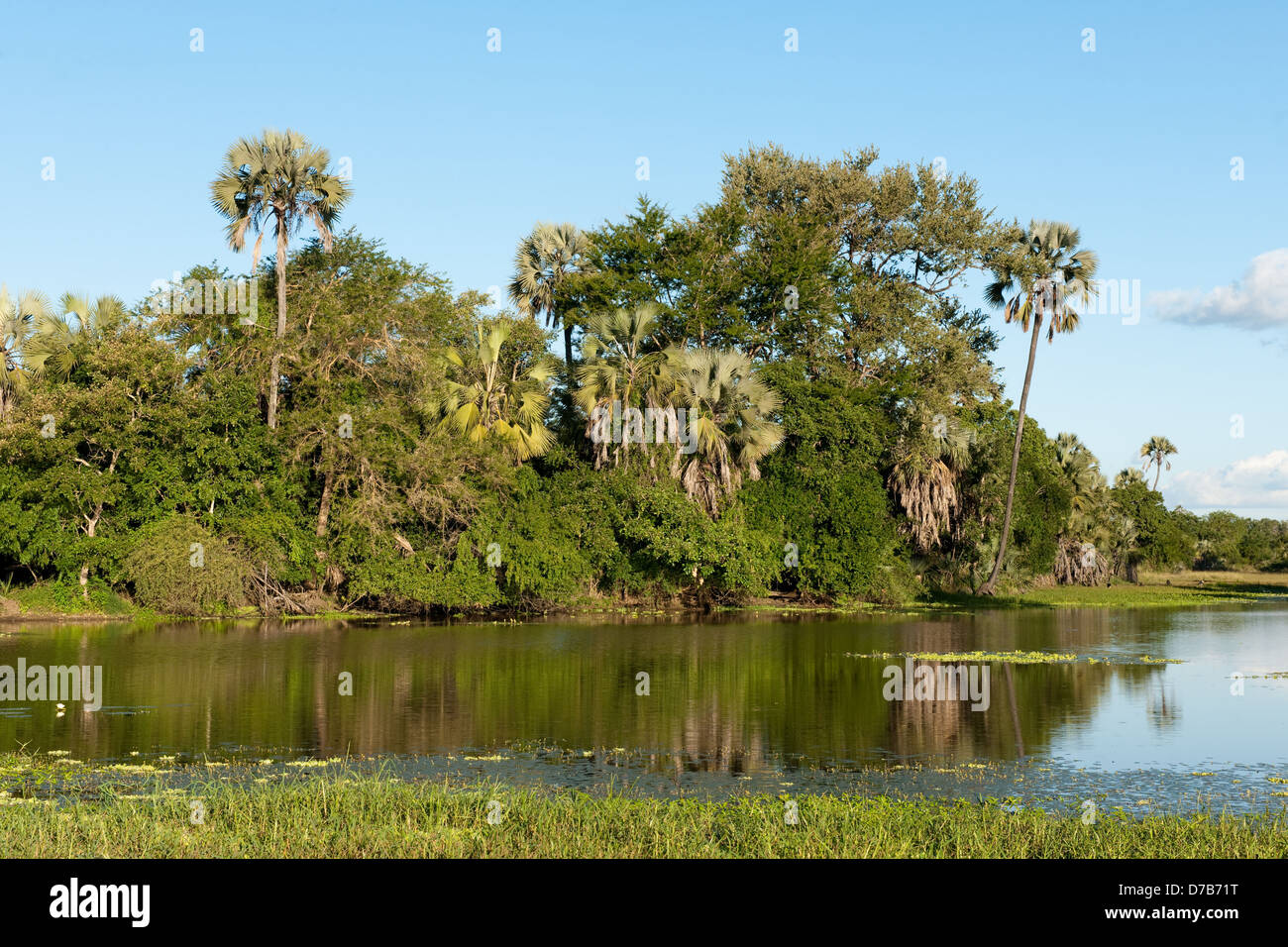 Lac bordée de palmiers, le Parc National de Gorongosa, au Mozambique Banque D'Images