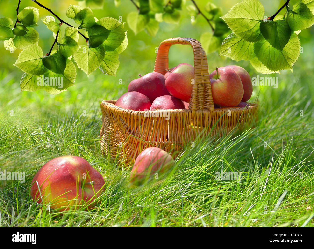 Les pommes biologiques dans un panier à l'extérieur. Verger. Jardin d'automne.Green Grass Banque D'Images