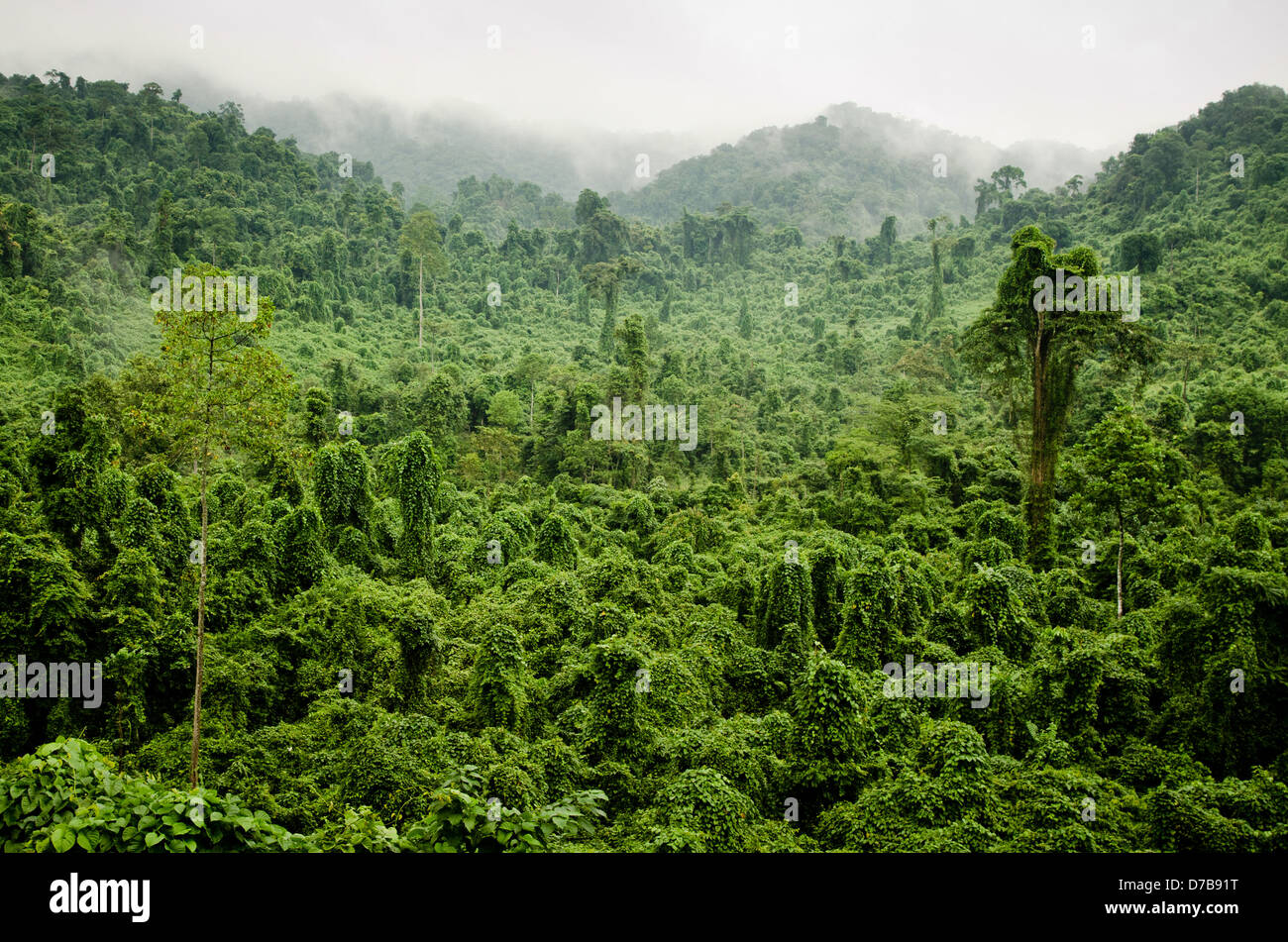 Misty Jungle, Hà Tinh Province, Vietnam. Banque D'Images