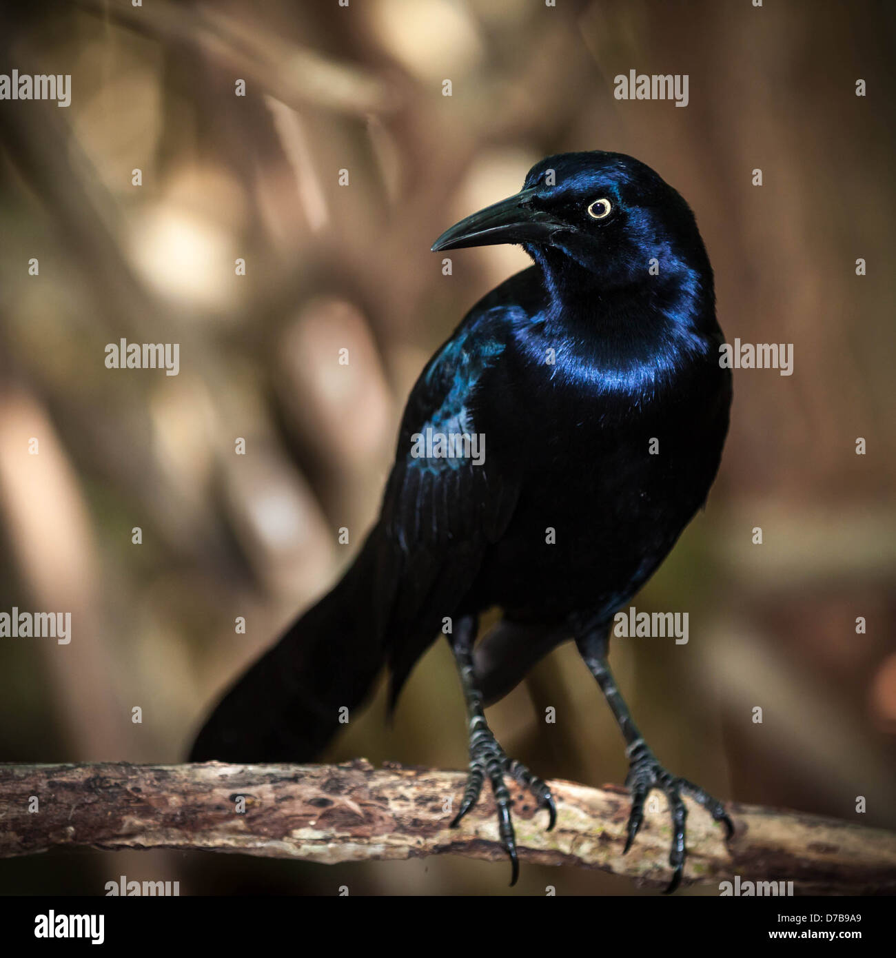 Blackbird mélodieuse, perché sur une branche Banque D'Images