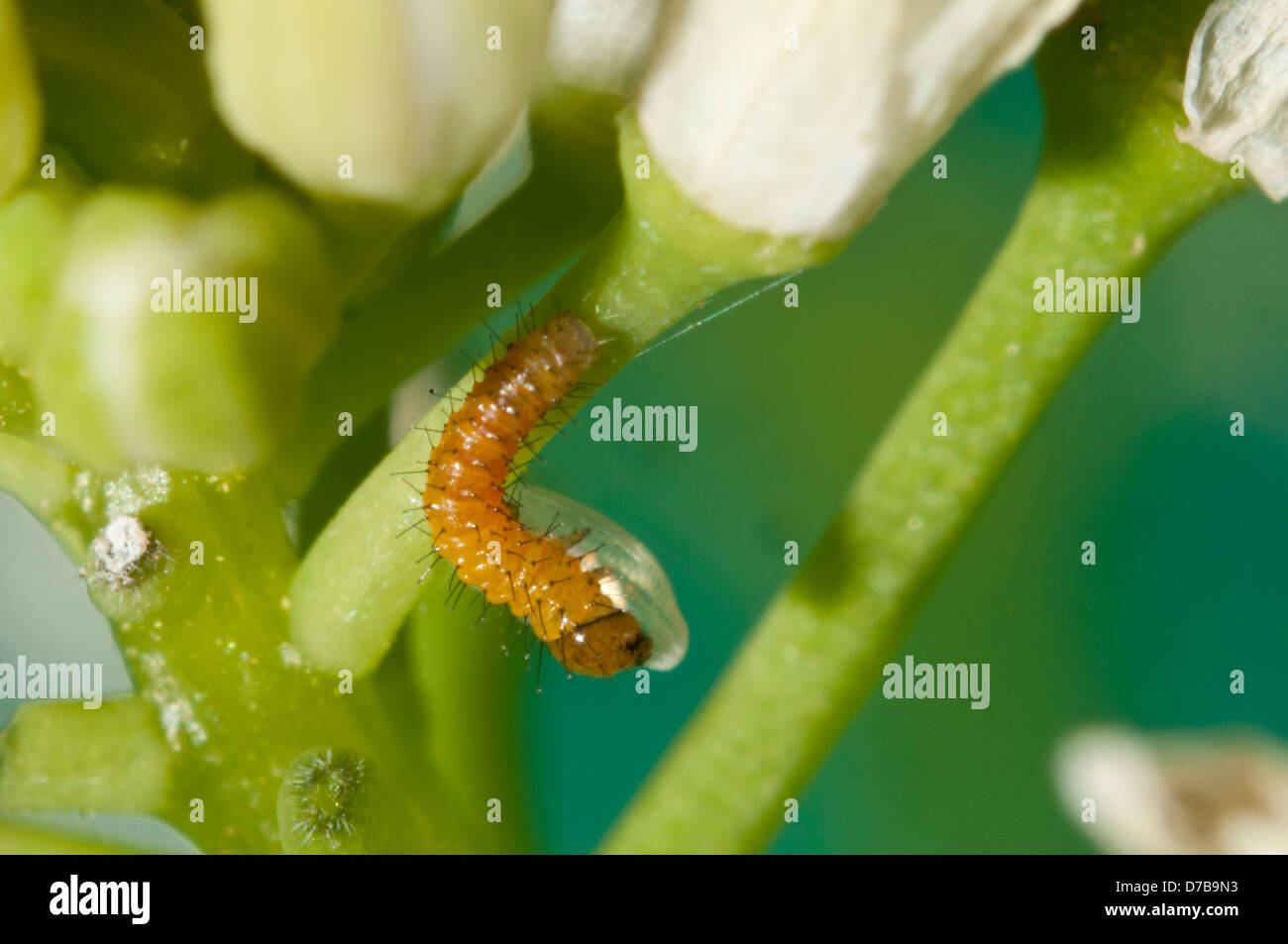 Papillon Orange tip coquille d'alimentation Caterpillar Banque D'Images