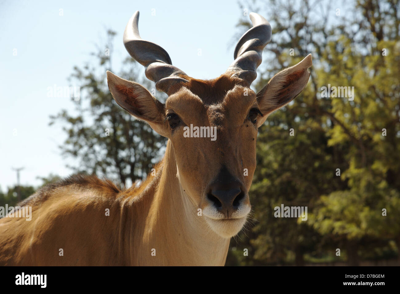 Zoom sur les antilopes, dans Safari Banque D'Images