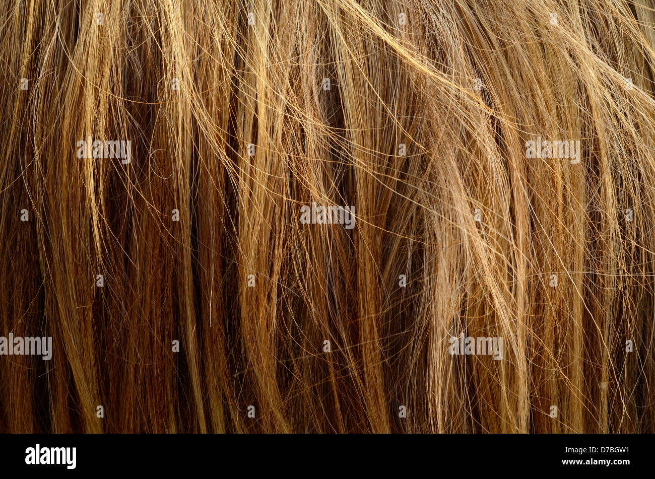 La texture des poils en désordre Banque D'Images