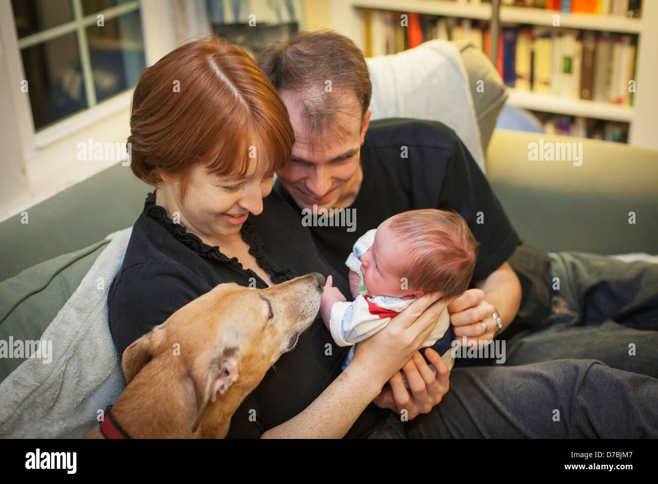 Une mère et un père tenir un nouveau-né et lui présenter le chien de la famille;Willimantic Connecticut United States of America Banque D'Images
